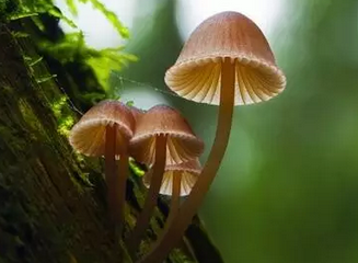蘑菇提取物還能減少糖用量？